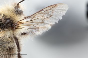 Media type: image;   Entomology 810698 Description: Specimen documentation photo of wingfrom specimen MCZ:Ent:810698, captured on2024-12-16;  Aspect: wing